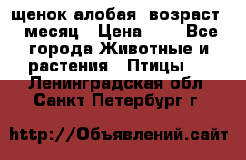 щенок алобая .возраст 1 месяц › Цена ­ 7 - Все города Животные и растения » Птицы   . Ленинградская обл.,Санкт-Петербург г.